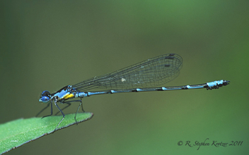 Chromagrion conditum, male